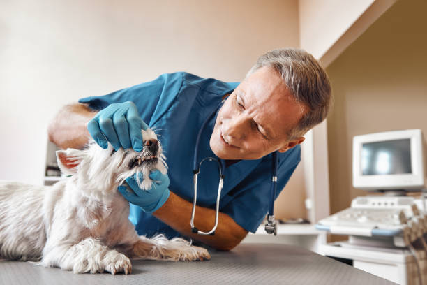 Best Emergency Tooth Extraction in Mount Pleasant, UT